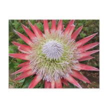Postal de Hawái para la planta de flores de protea