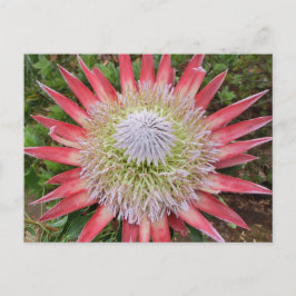 Postal de Hawái para la planta de flores de protea