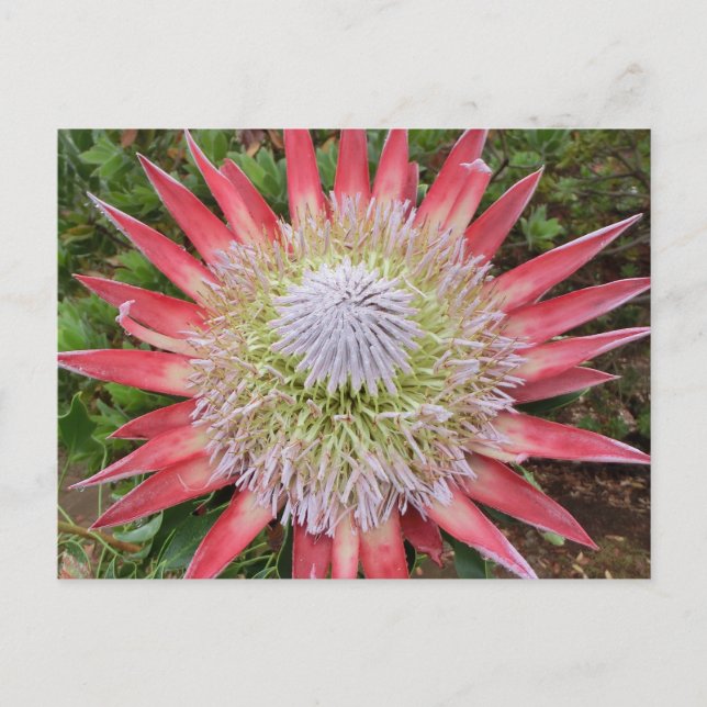 Postal de Hawái para la planta de flores de protea (Anverso)