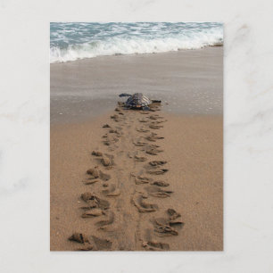 Postal de Hawksbill Turtle Tretle
