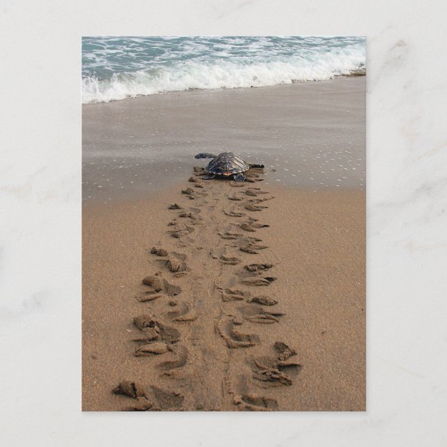Postal de Hawksbill Turtle Tretle (Anverso)