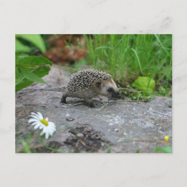 postal de Hedgehog (Anverso)