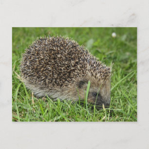postal de Hedgehog