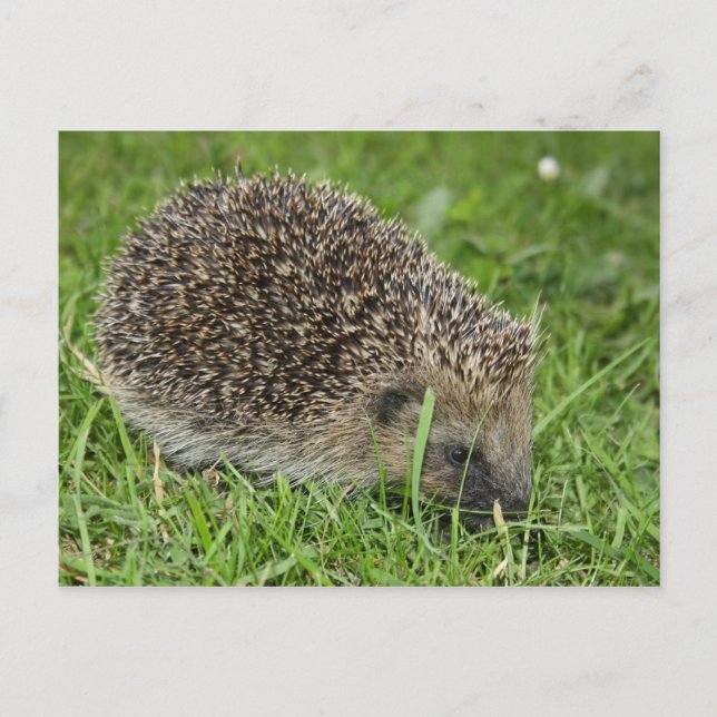 postal de Hedgehog (Anverso)