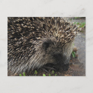 postal de Hedgehog
