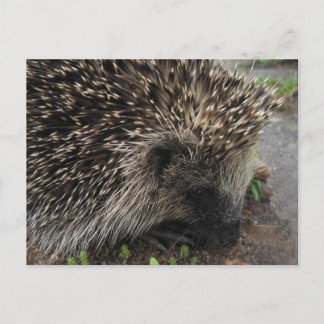 postal de Hedgehog