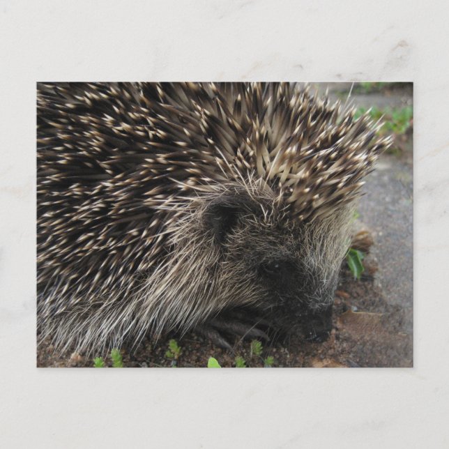 postal de Hedgehog (Anverso)