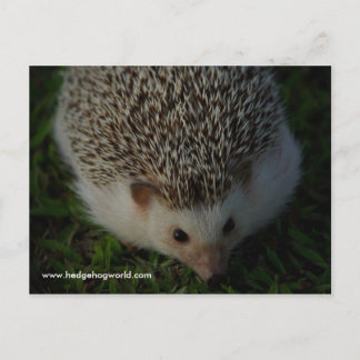 postal de hedgehog relajado