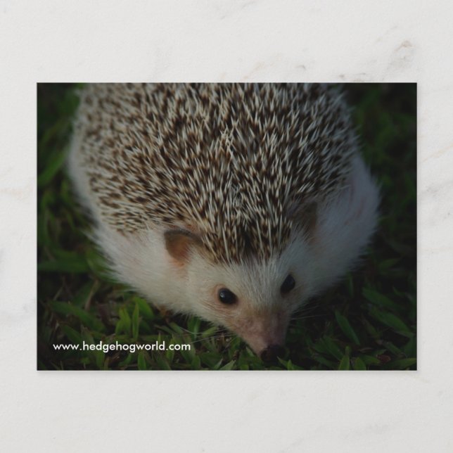 postal de hedgehog relajado (Anverso)