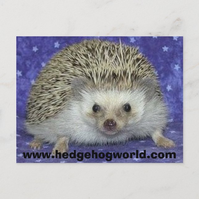 postal de hedgehogworld (Anverso)