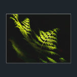 Postal de helechos de bosques iluminados por la lu<br><div class="desc">La luz solar desplegada ilumina los helechos de primavera en Linslade Wood,  Leighton Buzzard,  Bedfordshire,  Reino Unido.</div>