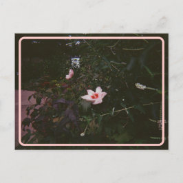 Postal de Hibiscus vintage