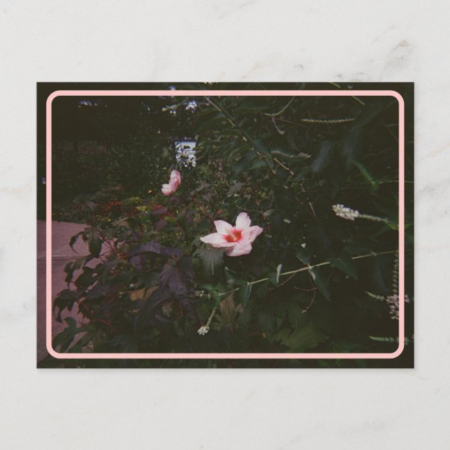 Postal de Hibiscus vintage (Anverso)