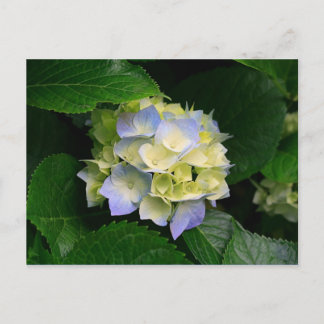 postal de hidrangea