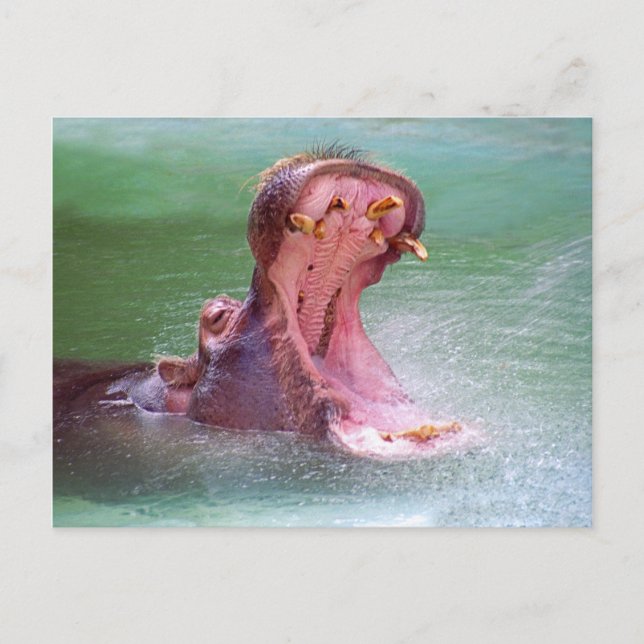 Postal de Hippo Mouth (Anverso)