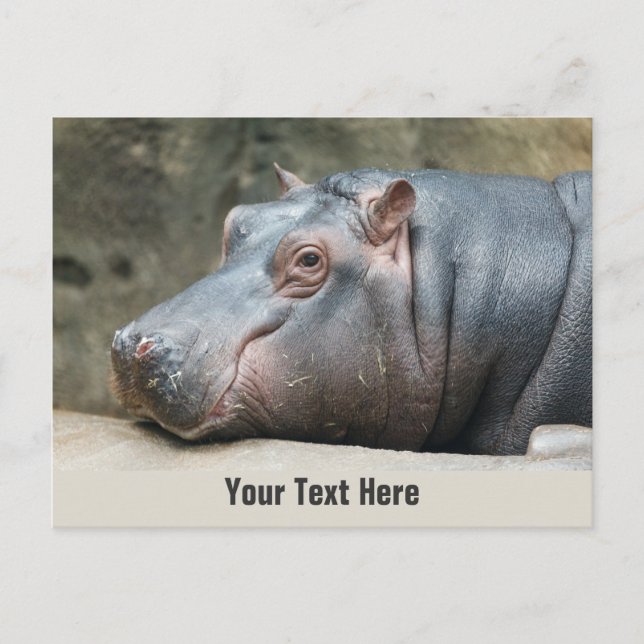 postal de Hippopótamo personalizado (Anverso)