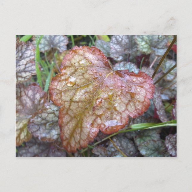 Postal de hoja de corazón (Anverso)