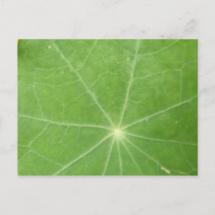Postal de hoja de Nasturtium