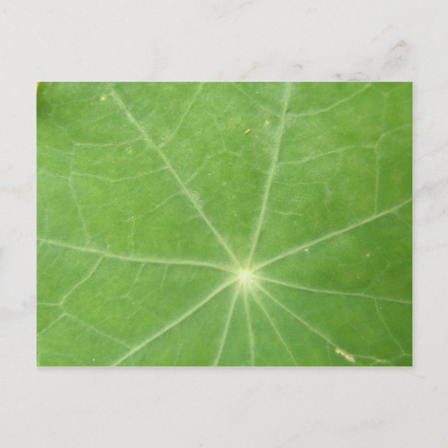 Postal de hoja de Nasturtium (Anverso)