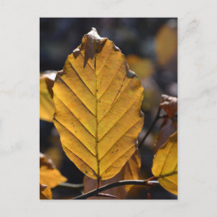 Postal de hoja de otoño