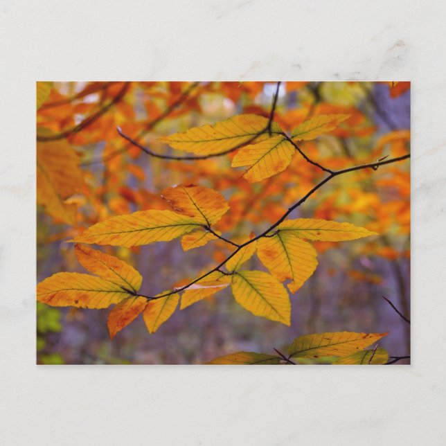Postal de hojas amarillas de otoño (Anverso)