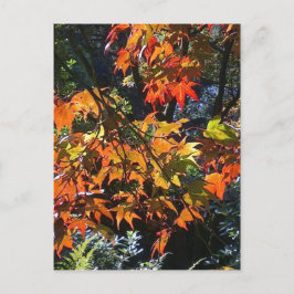 Postal de hojas de arce