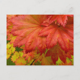 Postal de hojas de arce de la luna completa