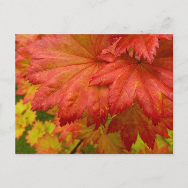 Postal de hojas de arce de la luna completa (Anverso)