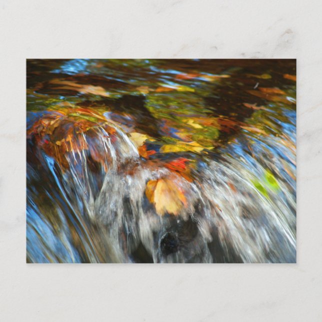 Postal de hojas de cascada (Anverso)
