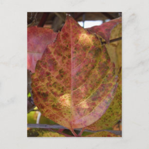 Postal de hojas de otoño