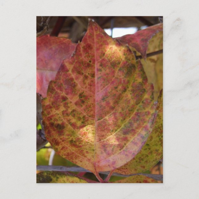 Postal de hojas de otoño (Anverso)