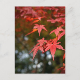 Postal de hojas de otoño