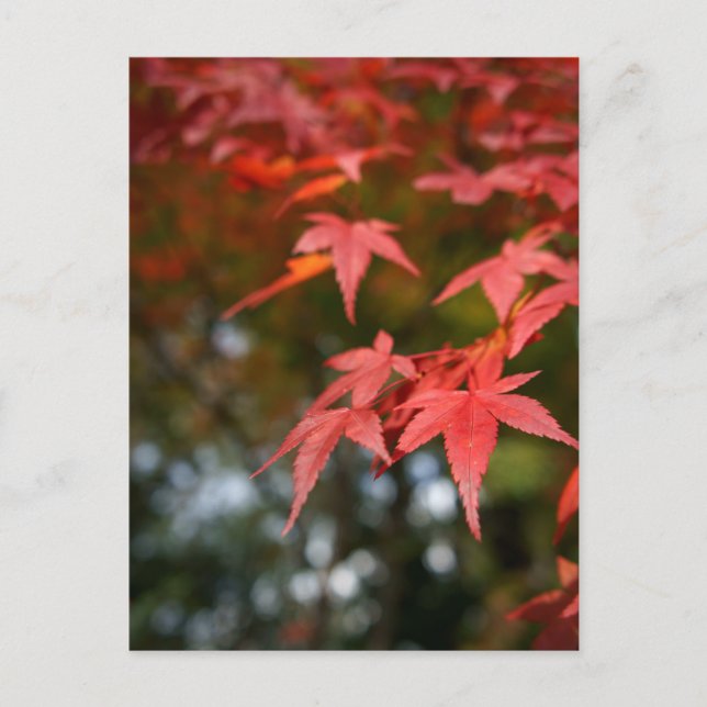 Postal de hojas de otoño (Anverso)