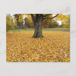 Postal de hojas de otoño