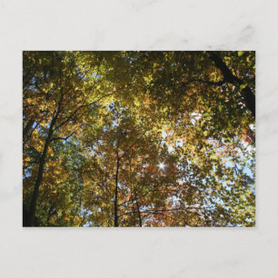 Postal de hojas de otoño