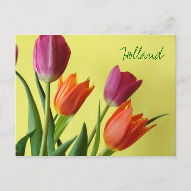 Postal de Holanda, Tulipanes (Anverso)