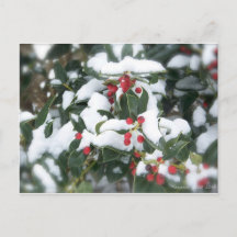 Postal de Holly Bush 2007