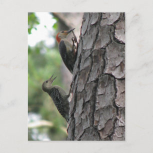 Postal de hombro rojo masculino y humilde