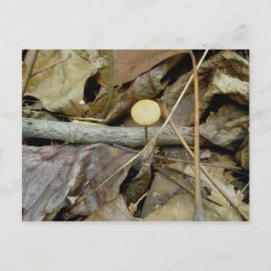 Postal de hongo amarillo pequeño