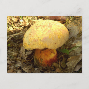 Postal de hongo Boletus torosus