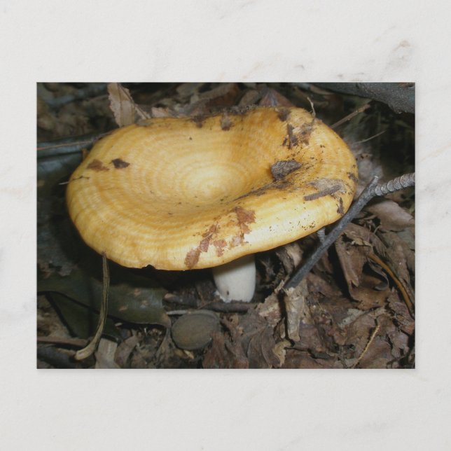 Postal de hongo de anillo amarillo (Anverso)