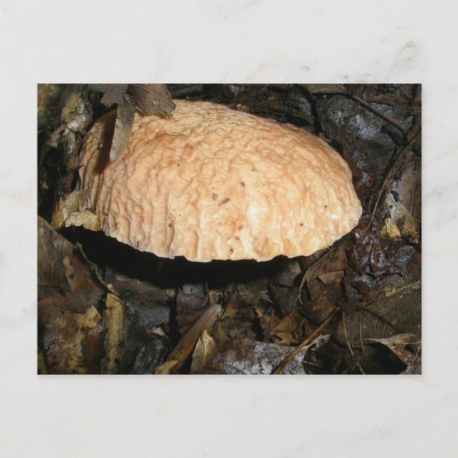 Postal de hongo de crepe marrón (Anverso)