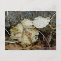 Postal de hongo de estante poroso