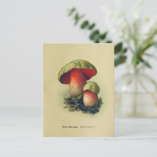 Postal de hongo de vintage Ilustracion botánico