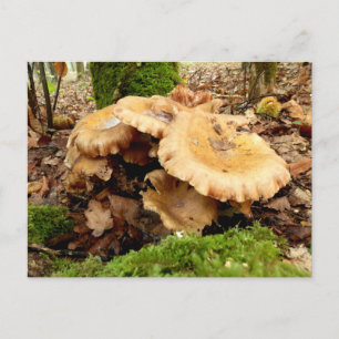 Postal de hongo Leucopaxillus giganteus