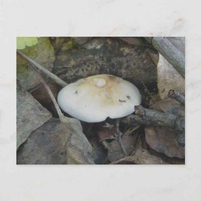 Postal de hongo superior marrón (Anverso)