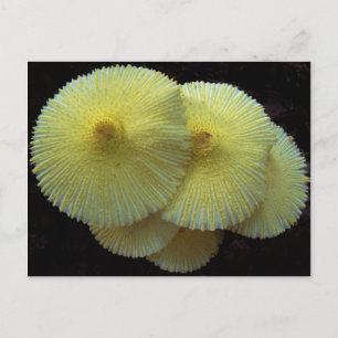 Postal de hongos amarillos