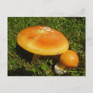 Postal de hongos de Amanita Caesarea
