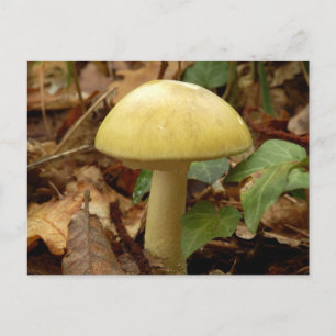 Postal de hongos Deathcap