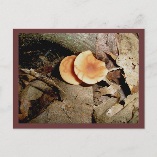 Postal de hongos doble Naranja (Anverso)